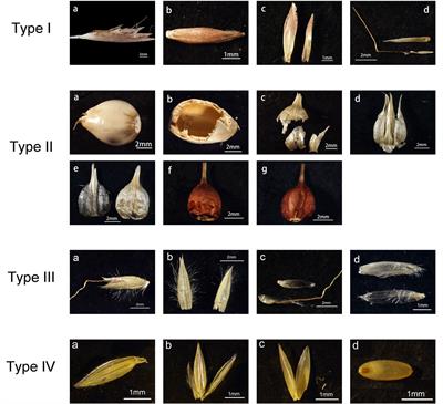 Phytoliths in Inflorescence Bracts: Preliminary Results of an Investigation on Common Panicoideae Plants in China